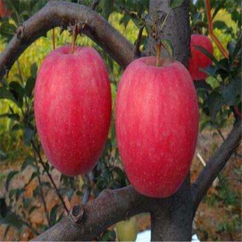 煙富6號蘋果苗哪里出售、煙富6號蘋果苗批發(fā)價錢