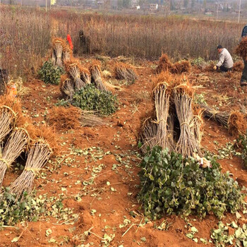 红心苹果苗出售价钱、红心苹果苗出售批发