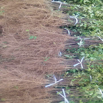大紅袍花椒苗多少錢、大紅袍花椒苗批發(fā)出售價(jià)格