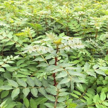 2018年花椒苗基地花椒苗價位