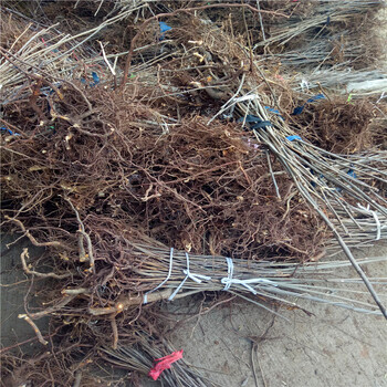 新品種紅油6號(hào)香椿苗紅油6號(hào)香椿苗種植基地