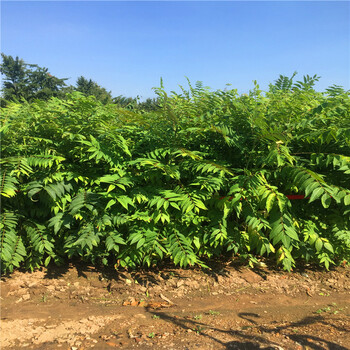 泰山紅油香椿苗哪里有泰山紅油香椿苗購買價(jià)格