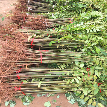 新品種紅油6號香椿苗紅油6號香椿苗報價多少錢