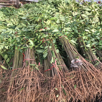 哪里有香椿苗香椿苗批發(fā)出售