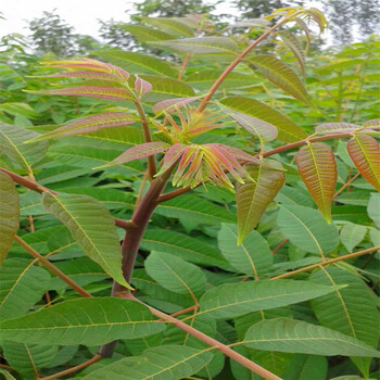 附近哪里有花椒树苗花椒树苗哪里出售