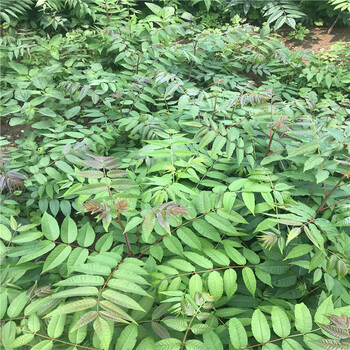 花椒樹苗花椒樹苗出售基地