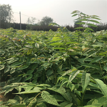 今年綠椿苗多少錢一棵綠椿苗價(jià)格多少錢