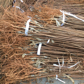 山東大紅袍李子苗出售價(jià)格多少、大紅袍李子苗報(bào)價(jià)