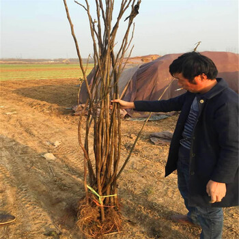 哪里有卖波姬红无花果树苗山东波姬红无花果树苗什么价格