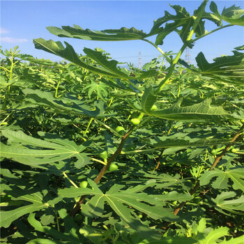 哪里有紅心無花果樹苗2018年紅心無花果樹苗出事價格