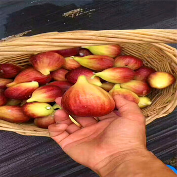 哪里有賣5公分無花果樹苗新品種5公分無花果樹苗多少錢