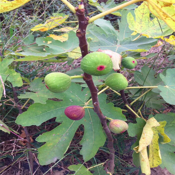 哪里有卖布兰瑞克无花果树苗山东布兰瑞克无花果树苗多少钱