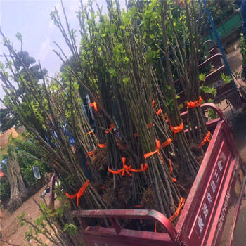 我想買新疆早黃無花果樹苗2018年新疆早黃無花果樹苗批發(fā)價格