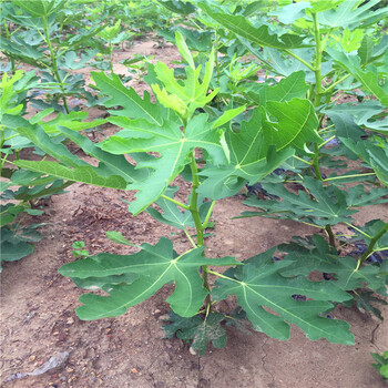 購買2公分無花果樹苗新品種2公分無花果樹苗價錢多少