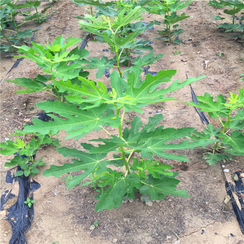 哪里有金傲芬無花果樹苗2018年金傲芬無花果樹苗批發(fā)價格
