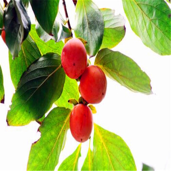 山東松本早生柿子苗出售松本早生柿子苗價(jià)格是多少