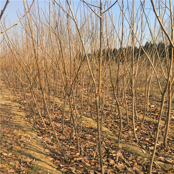 哪里有賣無(wú)花果苗2018年無(wú)花果苗出售