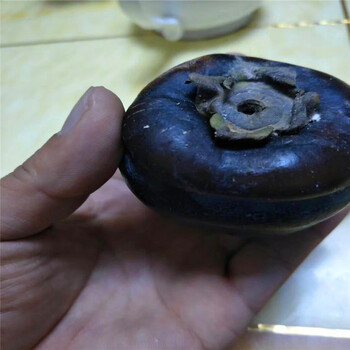 2018年火晶柿子苗基地火晶柿子苗多少錢一棵
