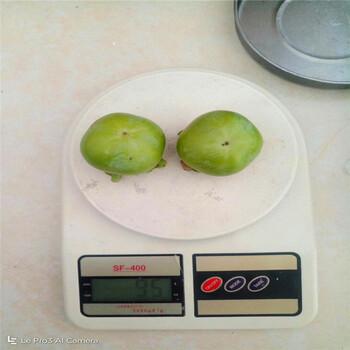 山東牛心柿子苗哪里有牛心柿子苗價格是多少
