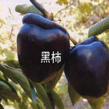 2018年薄皮柿子苗出售薄皮柿子苗什么價(jià)格