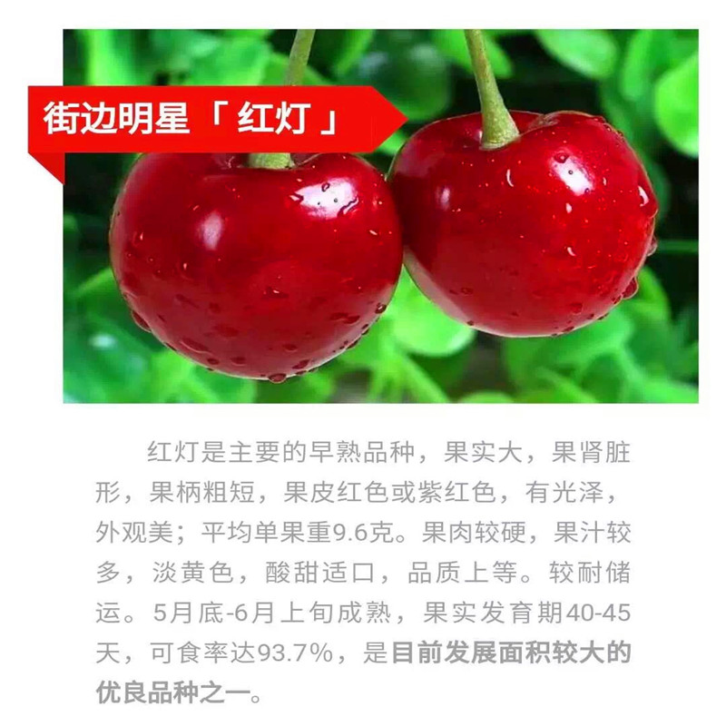 车厘子树苗哪里有车厘子树苗批发