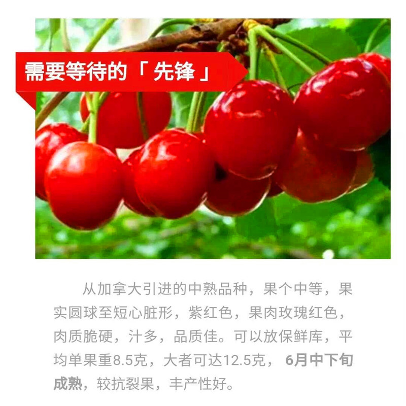 新品種蘭丁砧木多少錢一棵蘭丁砧木哪里有