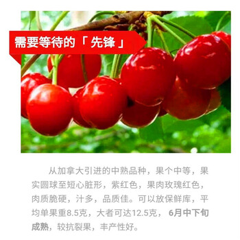 新品種蘭丁砧木出售蘭丁砧木報(bào)價(jià)