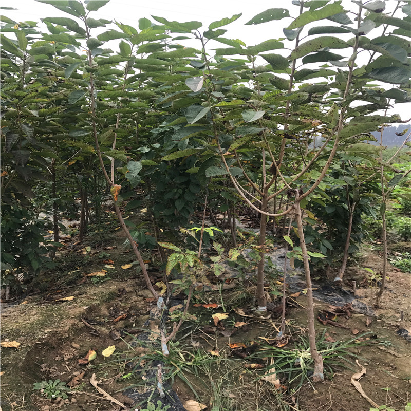 新品種蘭丁砧木多少錢一棵蘭丁砧木哪里有