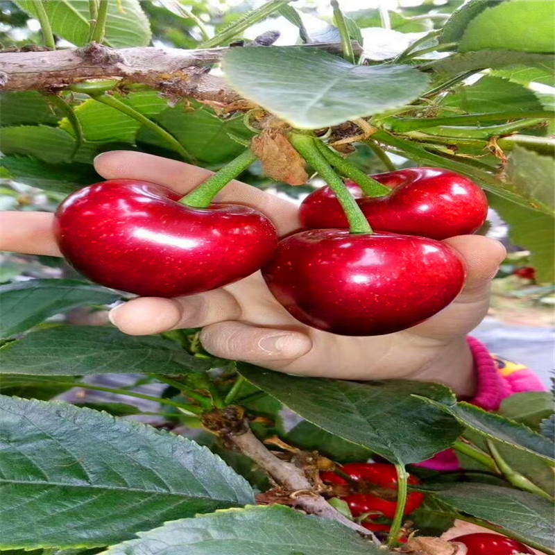 2018年櫻桃小苗批發(fā)櫻桃小苗批發(fā)廠家