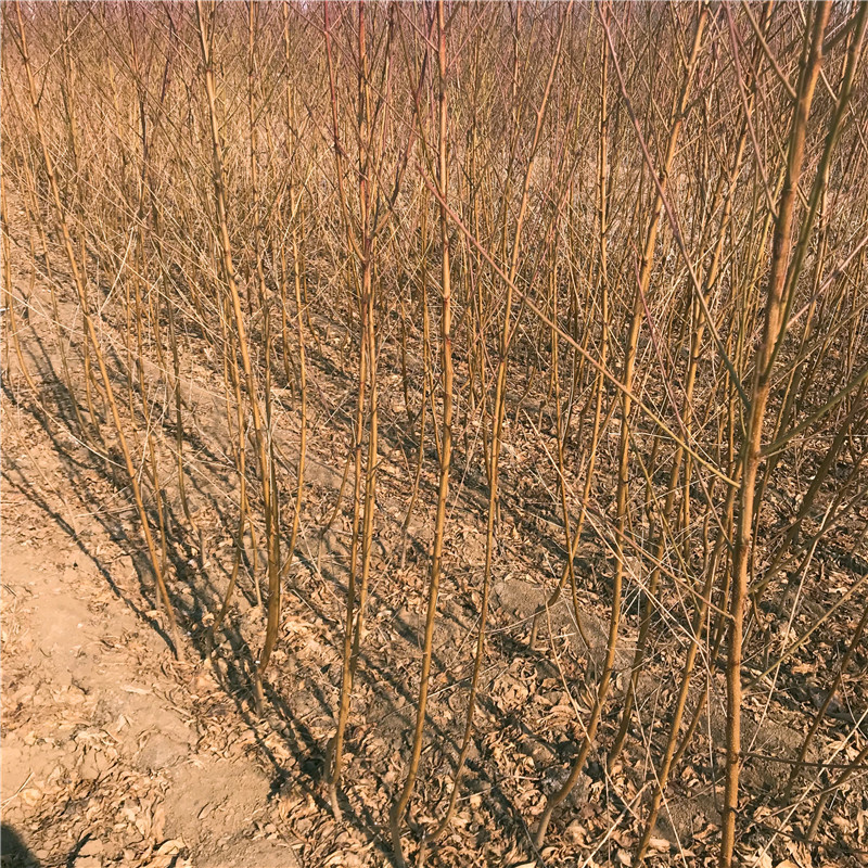 山東蘭丁砧木出售價(jià)格山東蘭丁砧木批發(fā)多少錢