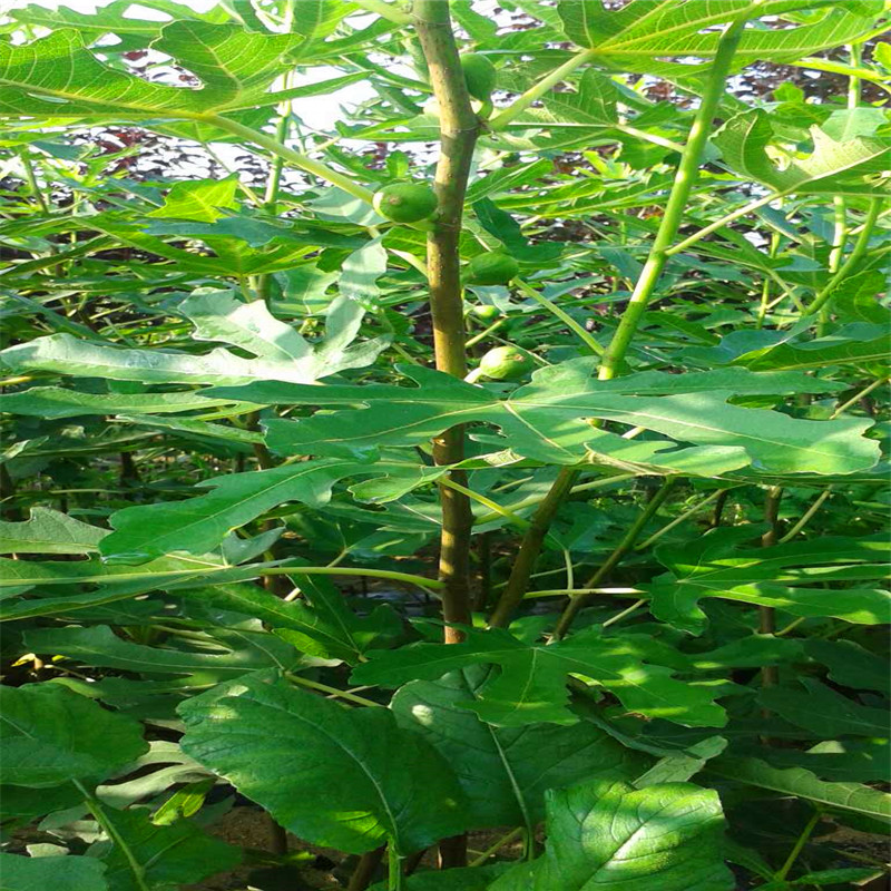 波姬紅無(wú)花果樹(shù)苗種植基地波姬紅無(wú)花果樹(shù)苗出售多少錢(qián)