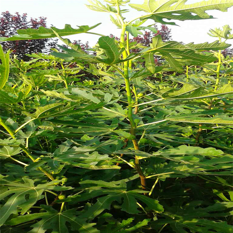 2018年金傲芬無花果樹苗哪里有