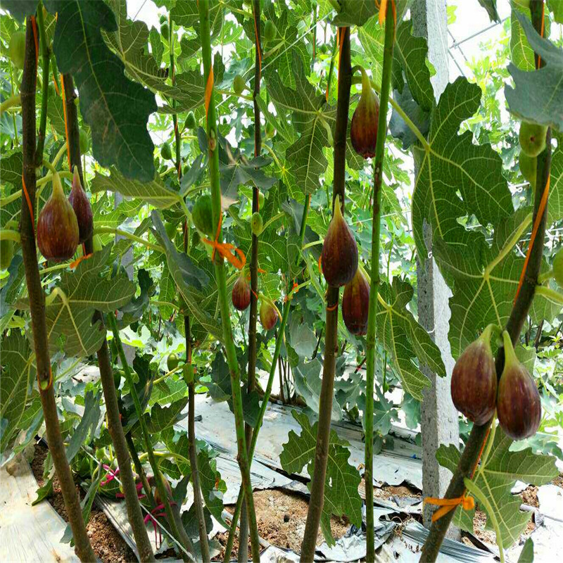 2公分無花果樹苗出售2018年2公分無花果樹苗價(jià)格多少