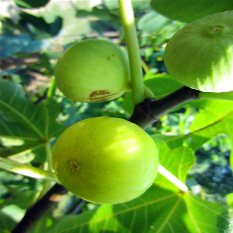 2公分無花果樹苗出售2018年2公分無花果樹苗價(jià)格多少