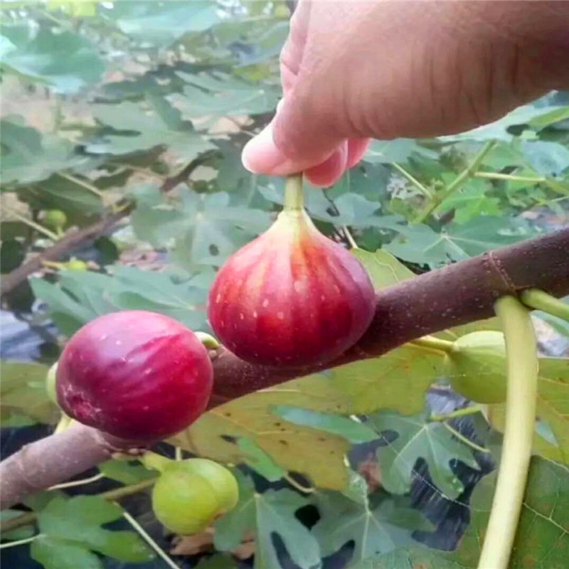 新品種柿子樹(shù)苗價(jià)格、柿子樹(shù)苗哪里出售