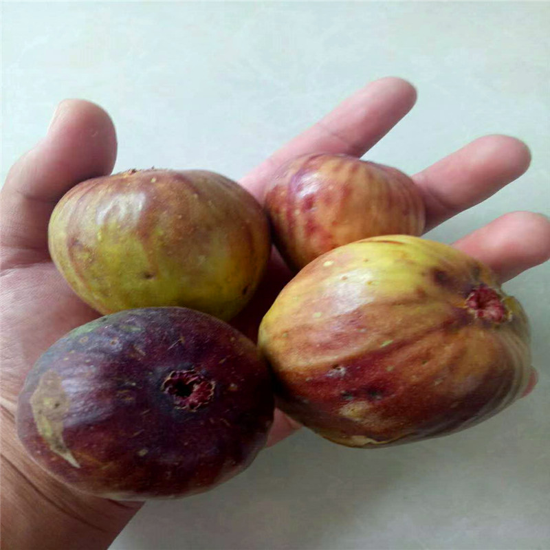 青皮無花果樹苗出售青皮無花果樹苗價(jià)格哪里便宜
