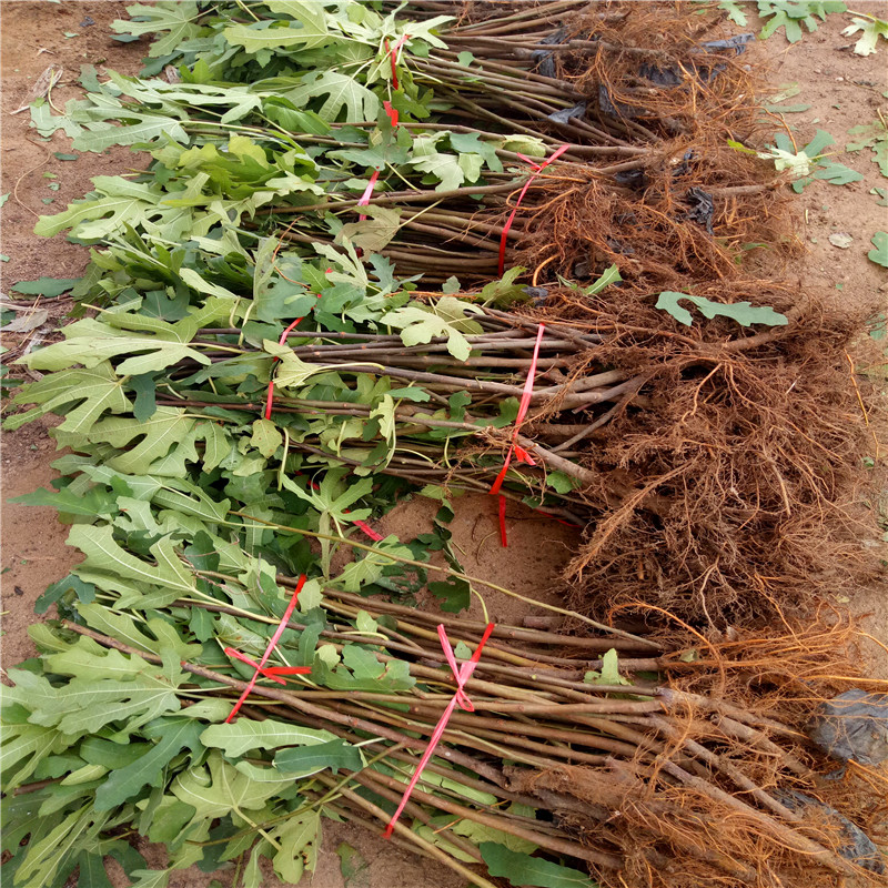 華麗無花果樹苗出售價(jià)格華麗無花果樹苗出售基地