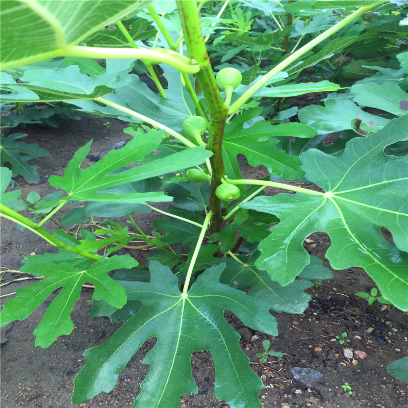 3公分無花果樹苗哪里有賣的3公分無花果樹苗什么價格