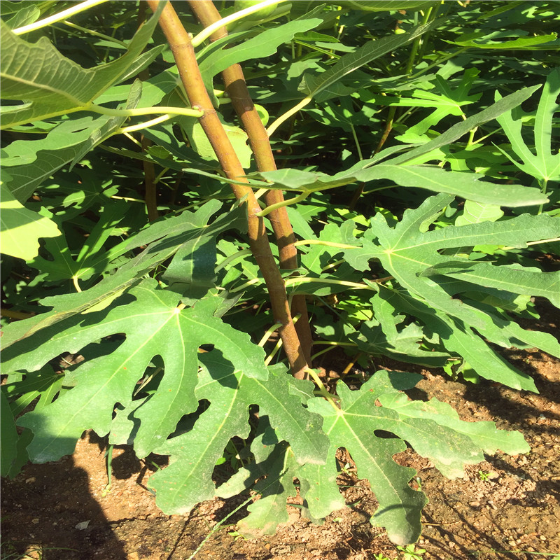 4公分無花果樹苗哪里有山東4公分無花果樹苗出售基地