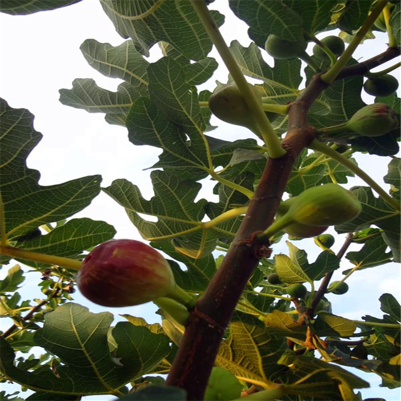 無花果苗批發(fā)2018年無花果苗批發(fā)多少錢
