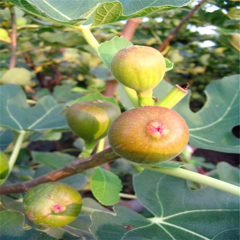 5公分無花果樹苗批發(fā)單價5公分無花果樹苗格