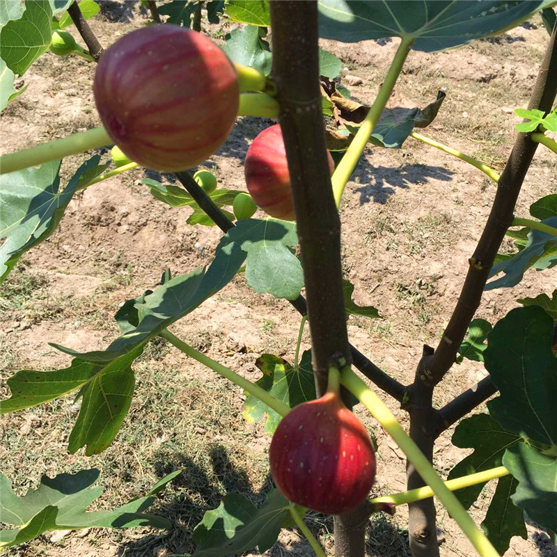 青皮無花果樹苗出售青皮無花果樹苗價(jià)格哪里便宜
