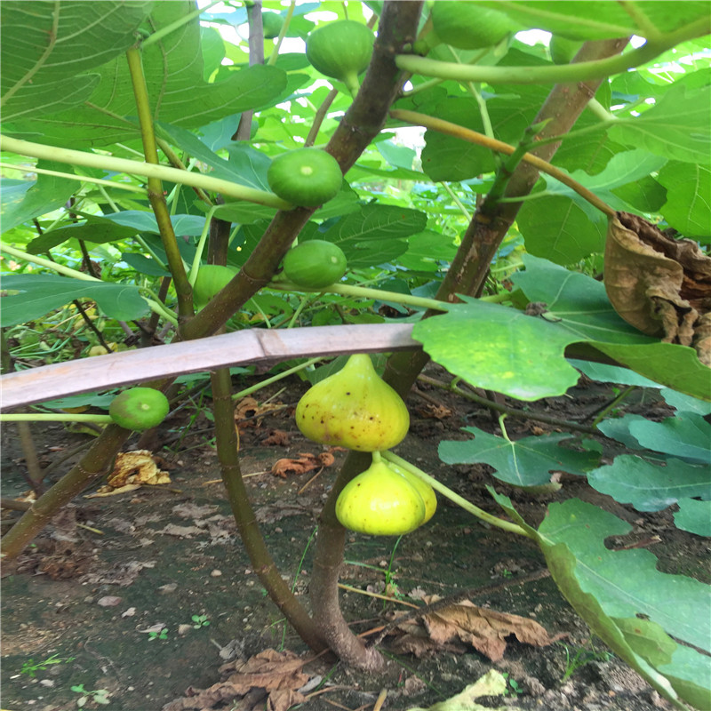 瑪斯義陶芬無花果樹苗哪里有山東瑪斯義陶芬無花果樹苗格多少