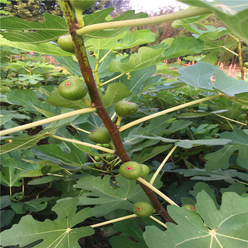 无花果树苗哪里有卖的无花果树苗价格哪里便宜