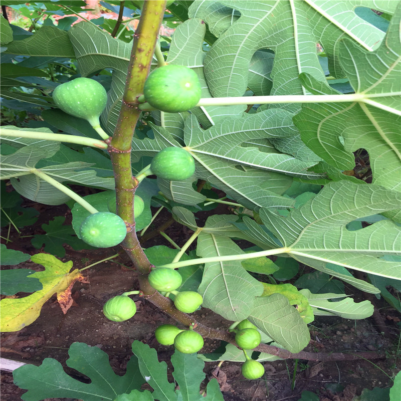 2018年華麗無花果樹苗出售價格