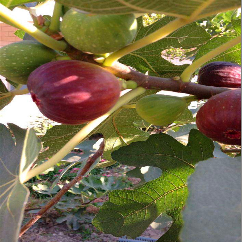 華麗無花果樹苗批發(fā)基地華麗無花果樹苗格