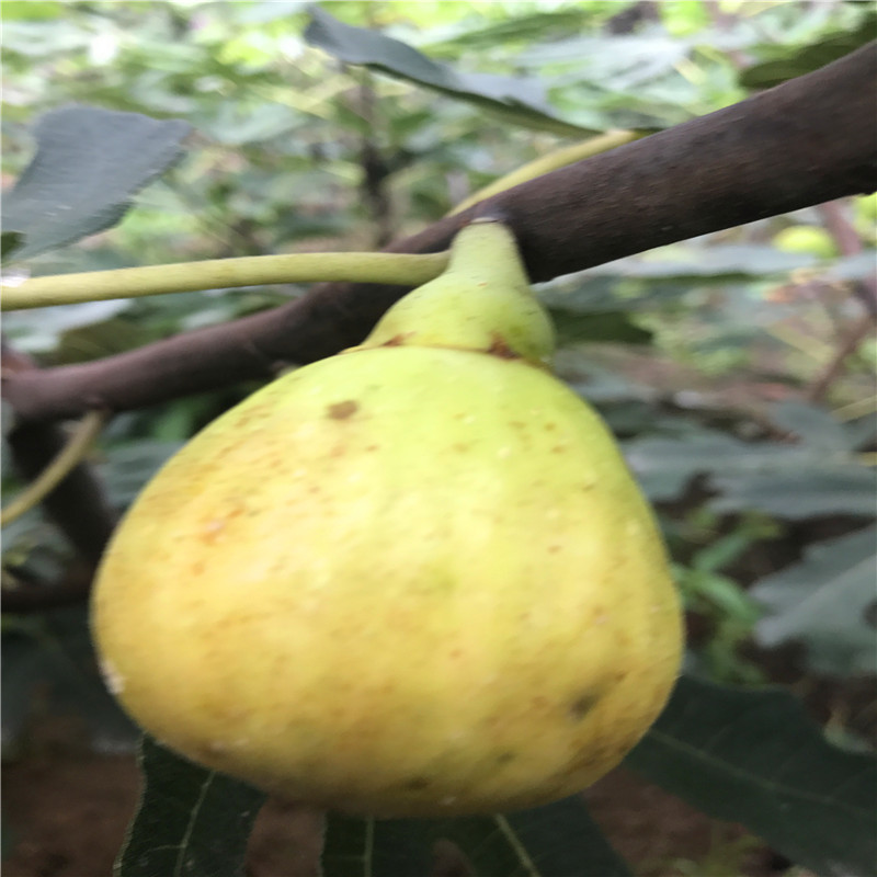 5公分無花果樹苗批發(fā)山東5公分無花果樹苗位