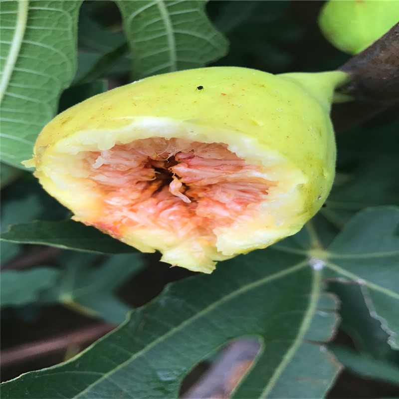 1公分無(wú)花果樹(shù)苗批發(fā)1公分無(wú)花果樹(shù)苗多少錢(qián)