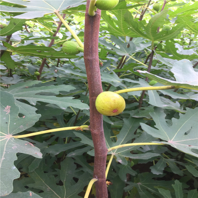 青皮無花果樹苗價格2018年青皮無花果樹苗位