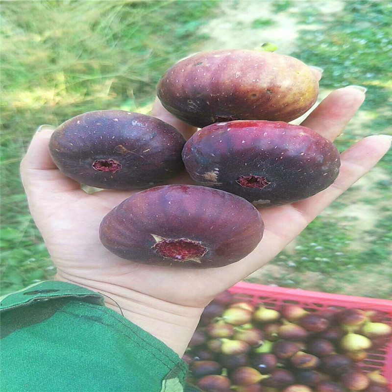山東1公分無花果樹苗批發(fā)基地